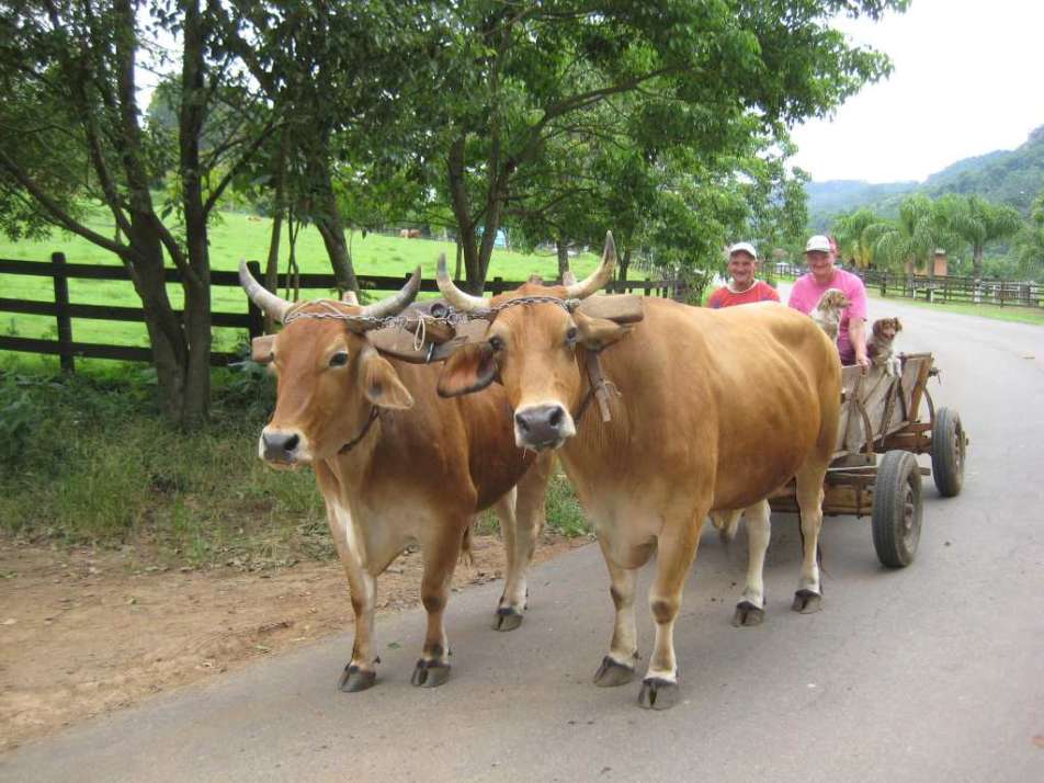 farbiges Bild, das ein Gespann mit Kühen zeigt, die einen Karren ziehen mit zwei Menschen drauf